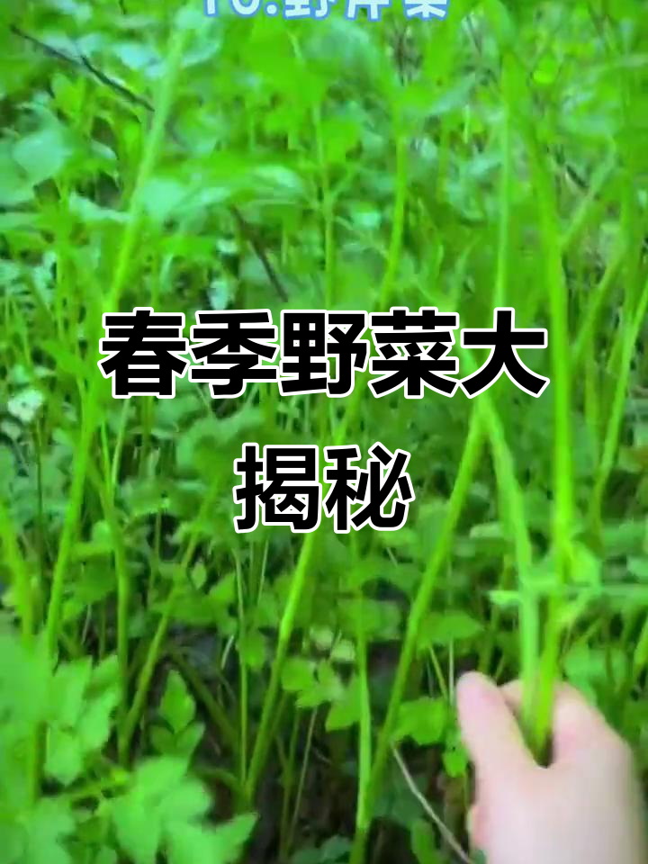 春天野菜大比拼,名字与做法等你来揭秘!