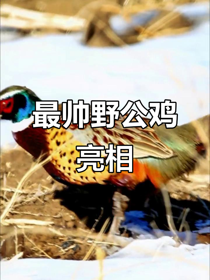村里最靓的野公鸡,下山展示风采