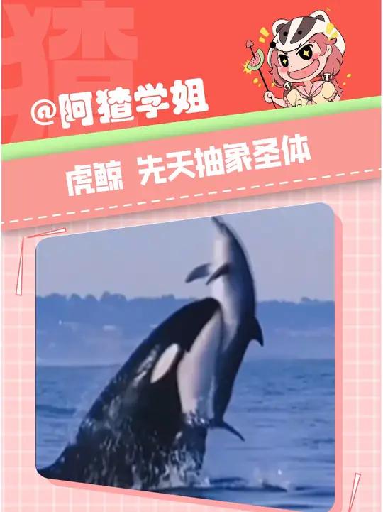虎鲸:智商一高、就爱玩点儿抽象