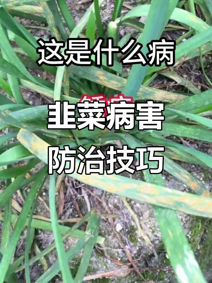 韭菜常见病害及防治方法，白粉病、灰霉病全解析