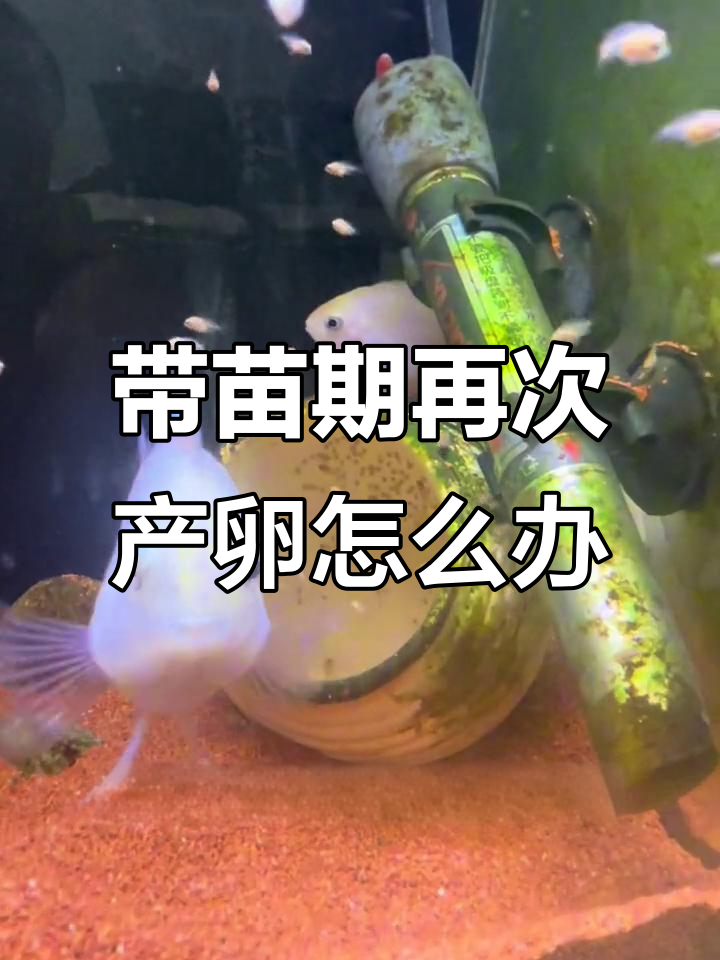 迷你鹦鹉鱼带苗期间产卵,如何处理才能避免损失?