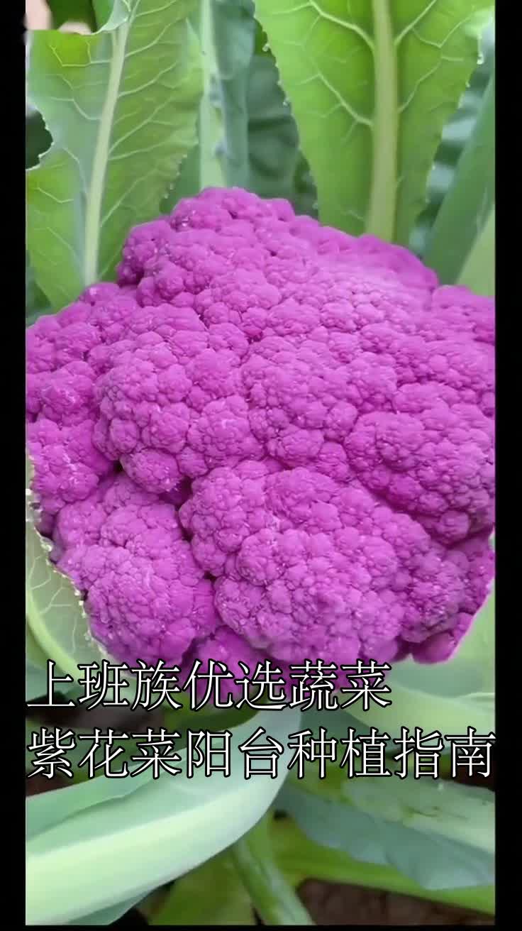 上班族优选蔬菜紫花菜阳台种植指南
