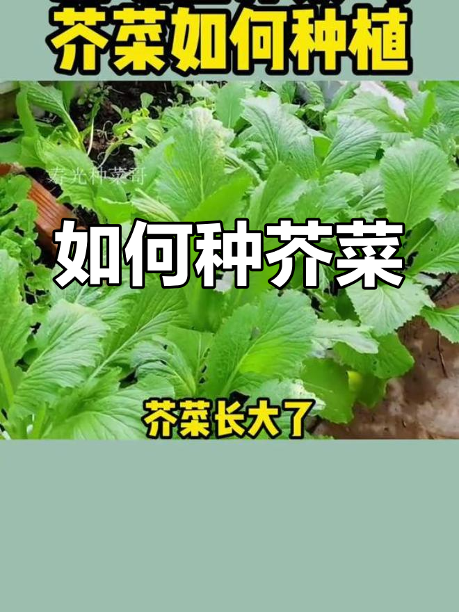 芥菜种植全攻略,轻松学会