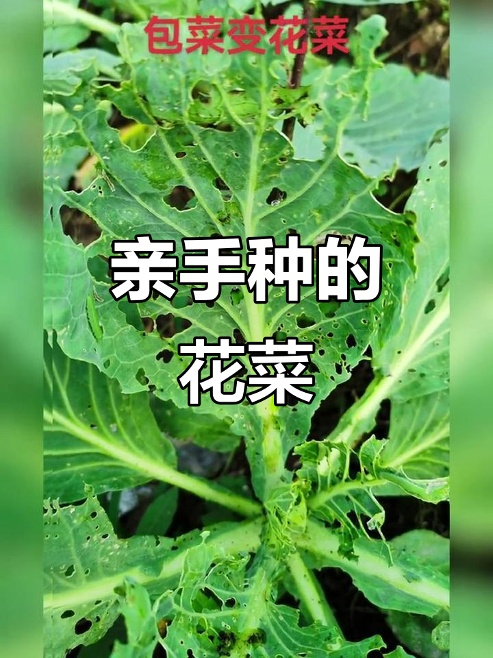自己种的包菜变花菜,味道超乎想象!