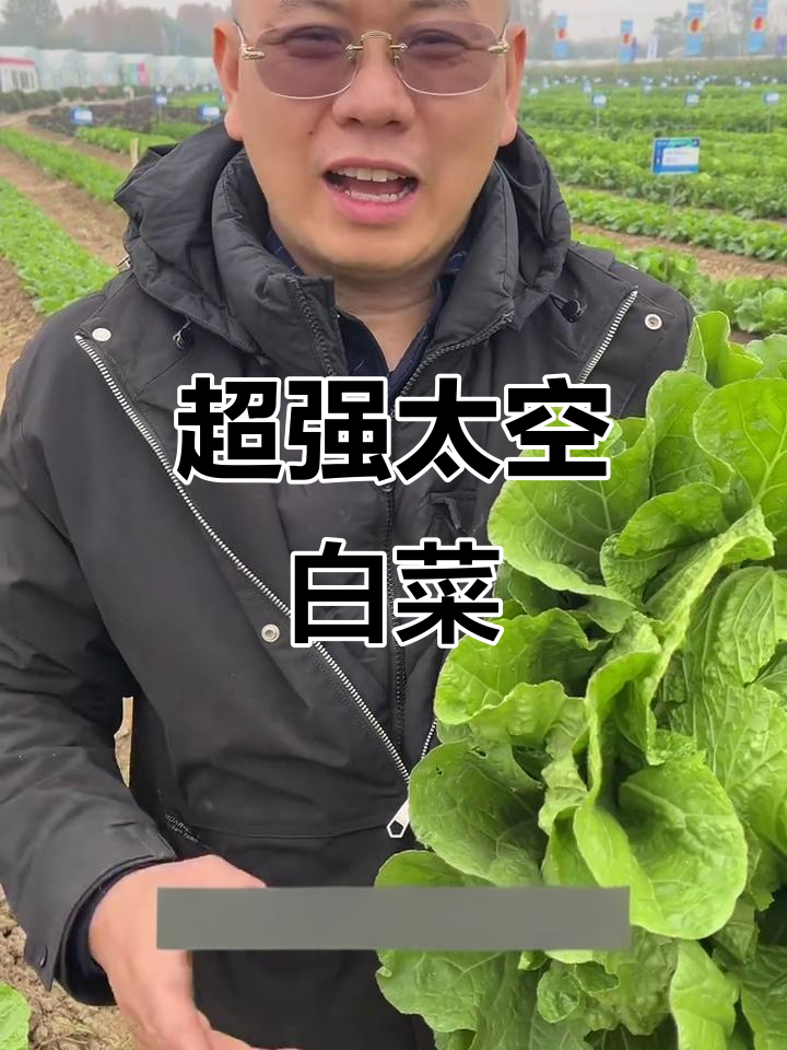 太空白菜:高产、抗病,口感超乎想象