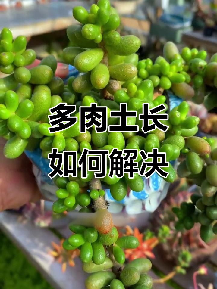 多肉植物徒长怎么办?轻松砍头变群生,叶片处理有技巧