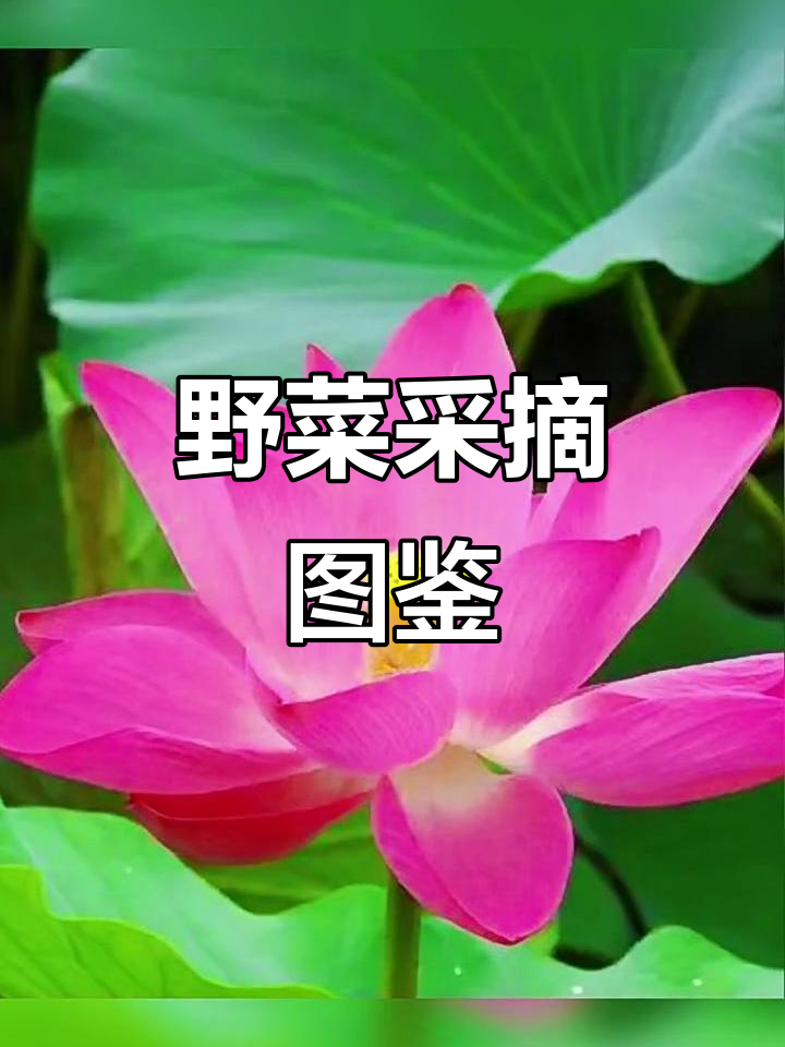 野菜采摘全攻略:45种美味等你来挑