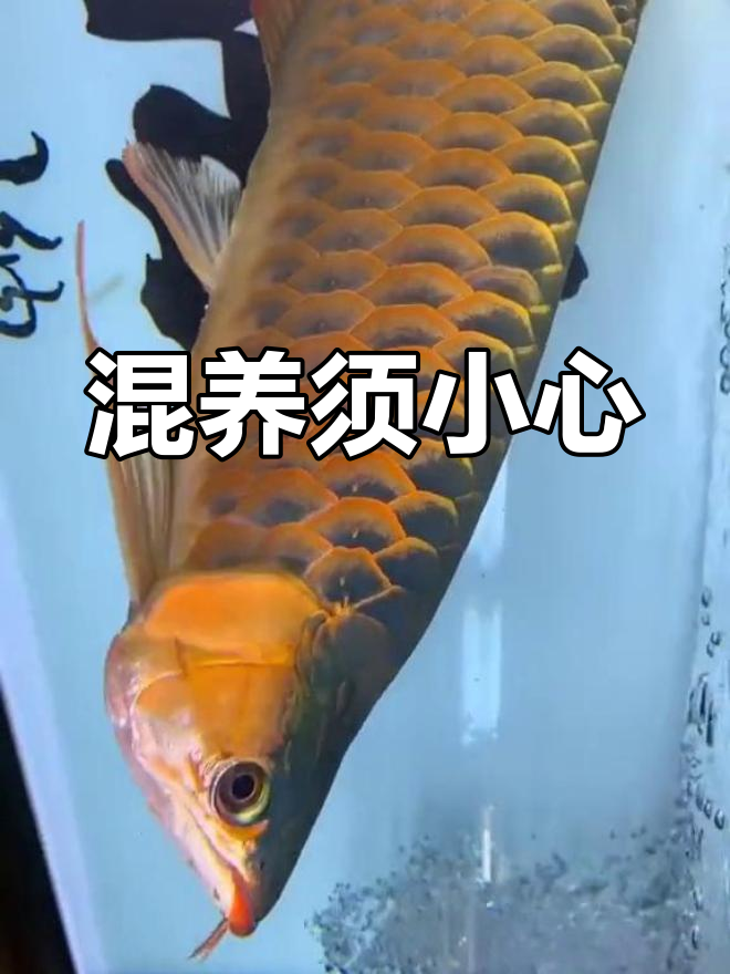 混养需谨慎,选对配鱼才能避免悲剧发生