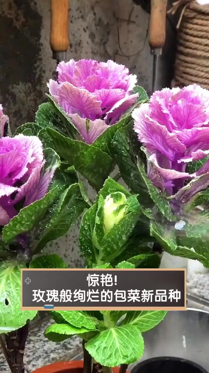 惊艳!玫瑰般绚烂的包菜新品种