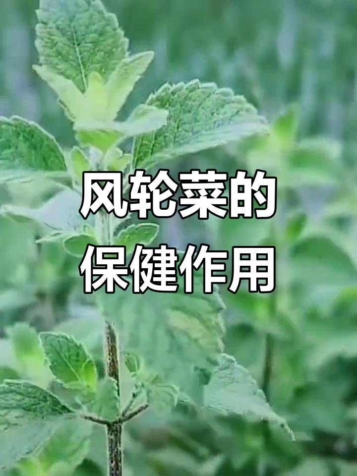 风轮菜:清热解毒、抗氧化,低热量健康良方