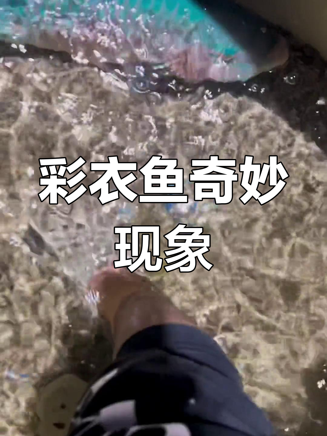 海洋生物奇观:彩衣鱼变身与鲨鱼的较量