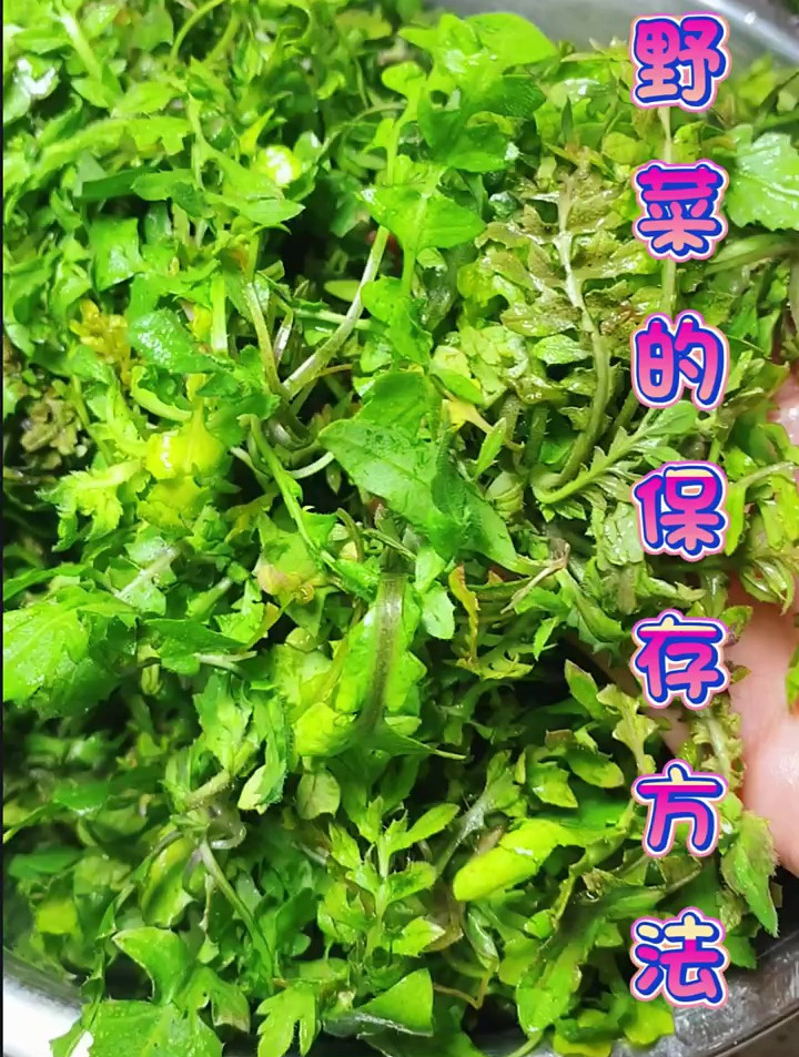 每年春天就是挖野菜的季节,只是时间短了点,最好清明前夕