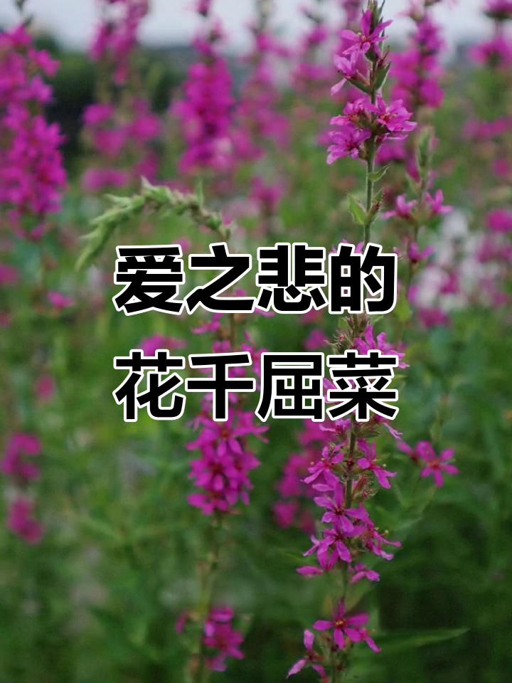 9月6日诞生花千屈菜：爱之悲与美丽并存的观花植物