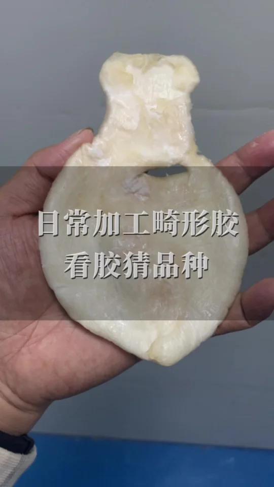 鱼胶加工过程中的畸形胶