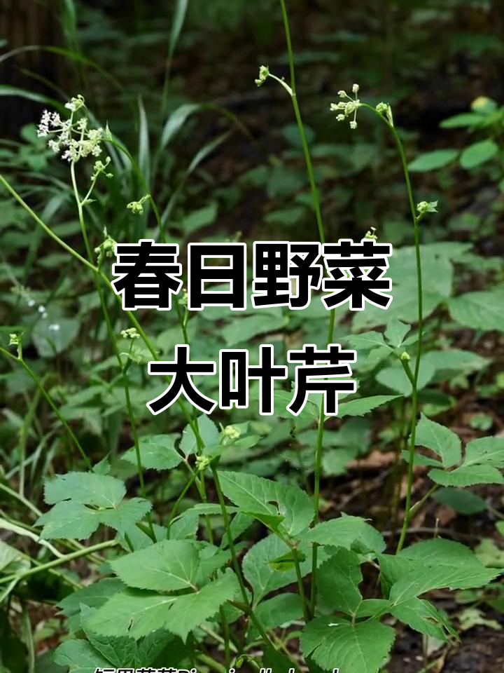 大叶芹,春季野菜,既可食用又具药用价值