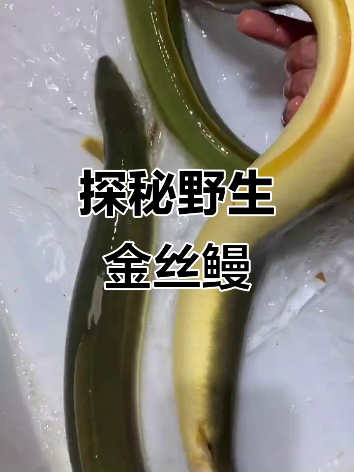 1月3日，野生金丝鳗鱼稀有美味等你来发现