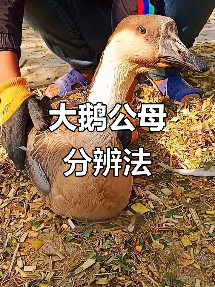 公母大鹅怎么分?掌握这些特征轻松辨别