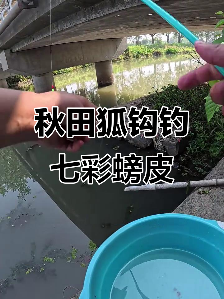 用秋田狐鱼钩钓七彩鳑鲏,小河道里挑战极限钓鱼