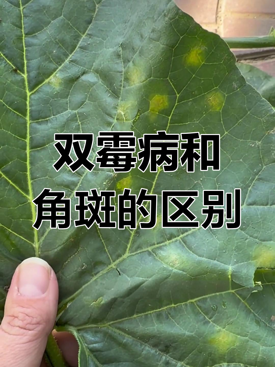 霜霉病与角斑病的区别,防治技巧大公开