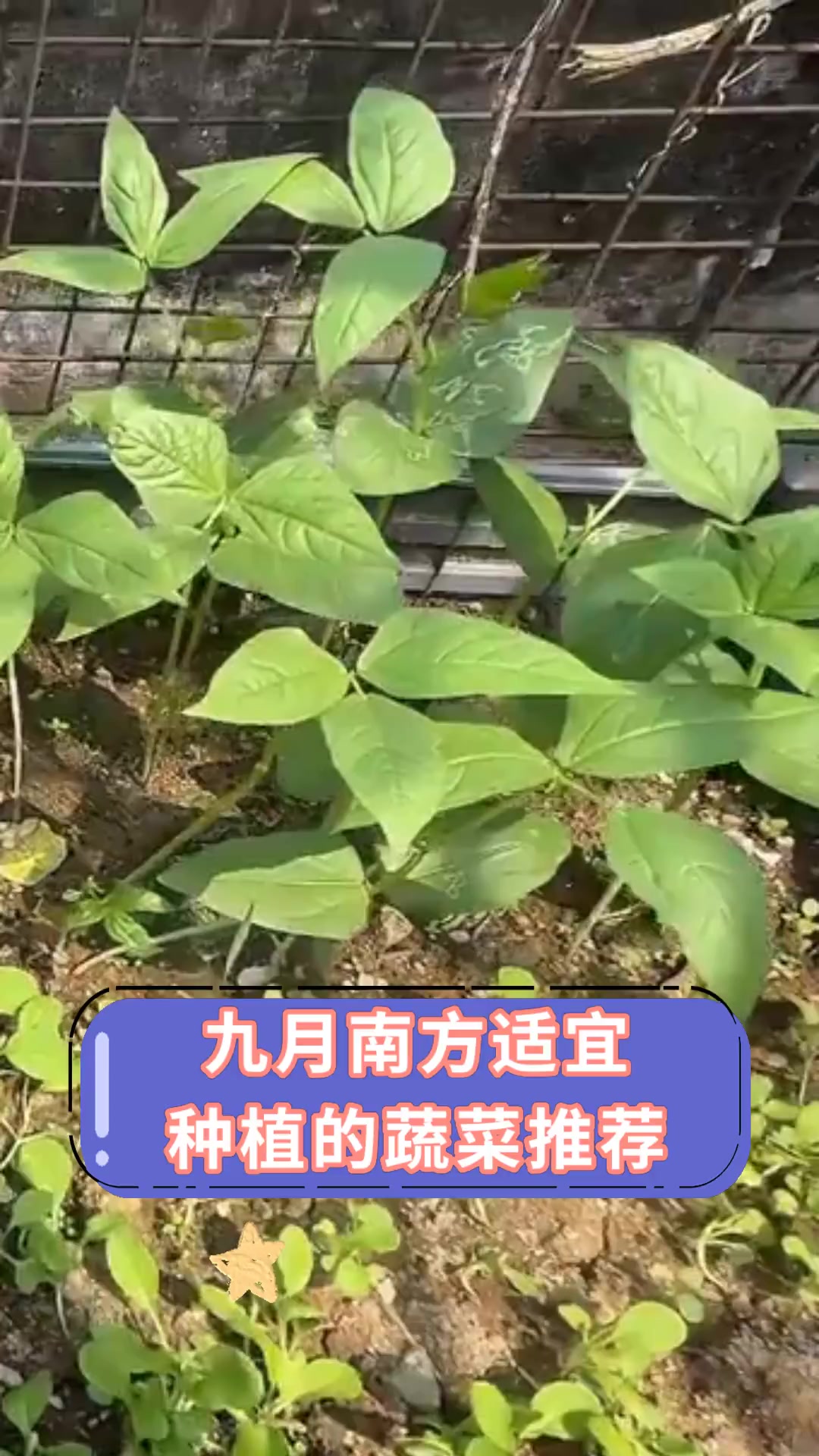 九月南方适宜,种植的蔬菜推荐