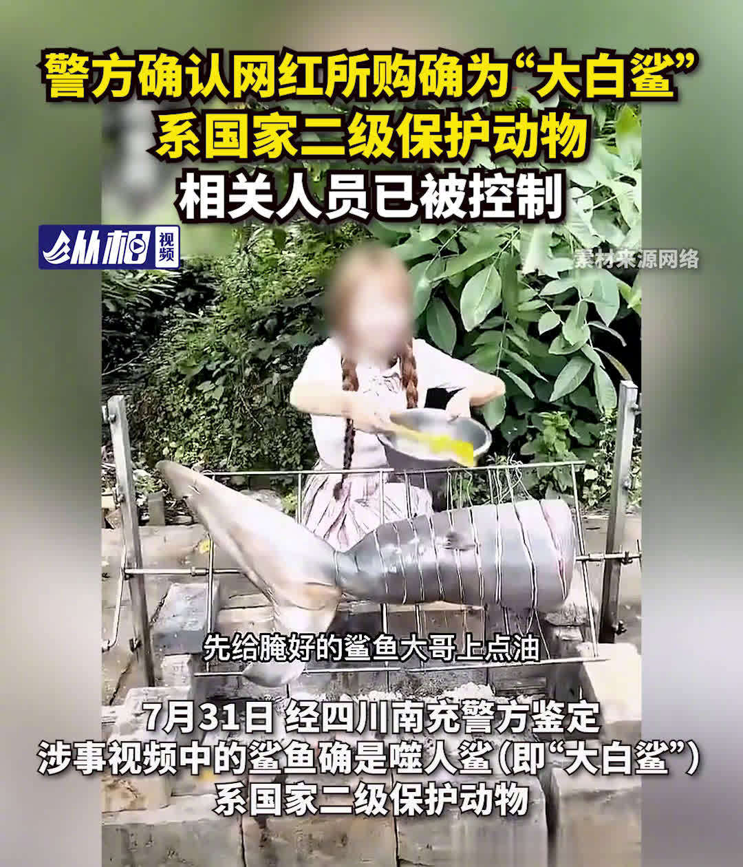「警方认定网红用濒危大白鲨做美食 相关案件正在办理中」贩卖大白鲨相关人员被控制 7月14日