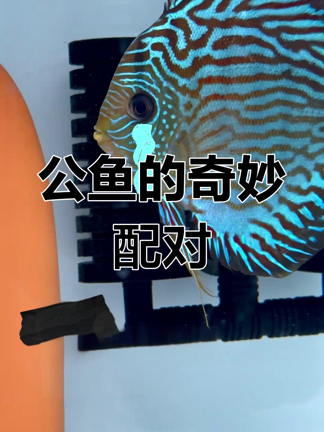 鱼也能成双?公鱼配对成功,真是奇观!