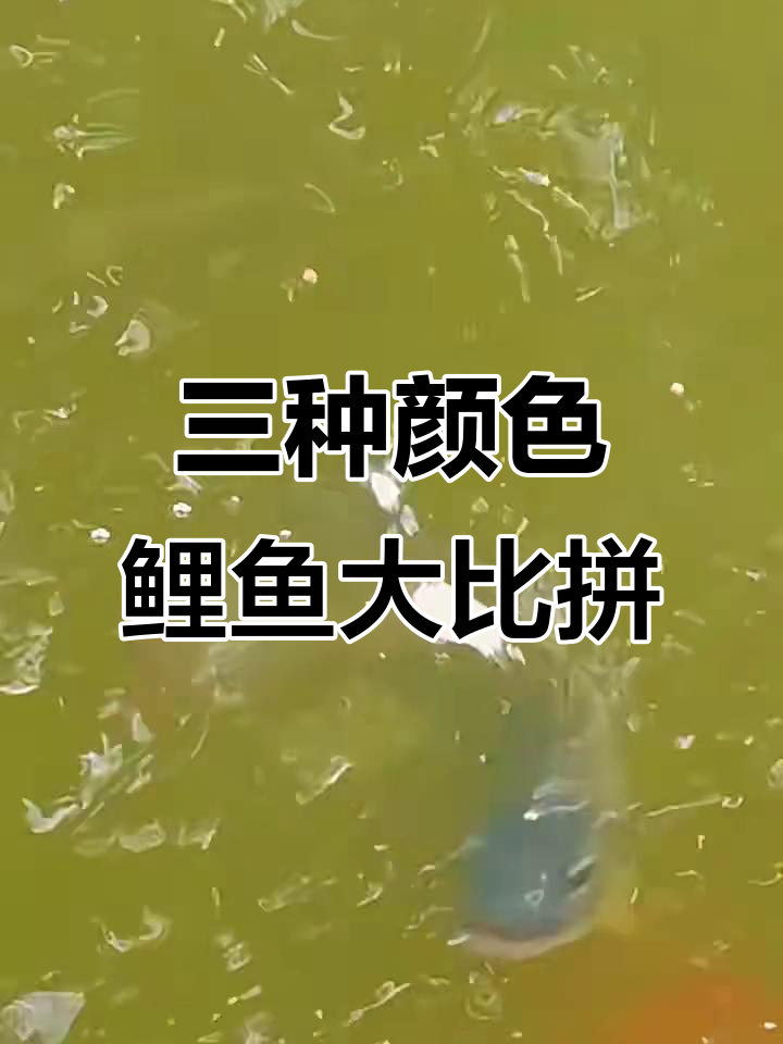 黑色罗非鱼、红色鲤鱼与白色斑点鲤鱼的美丽对比