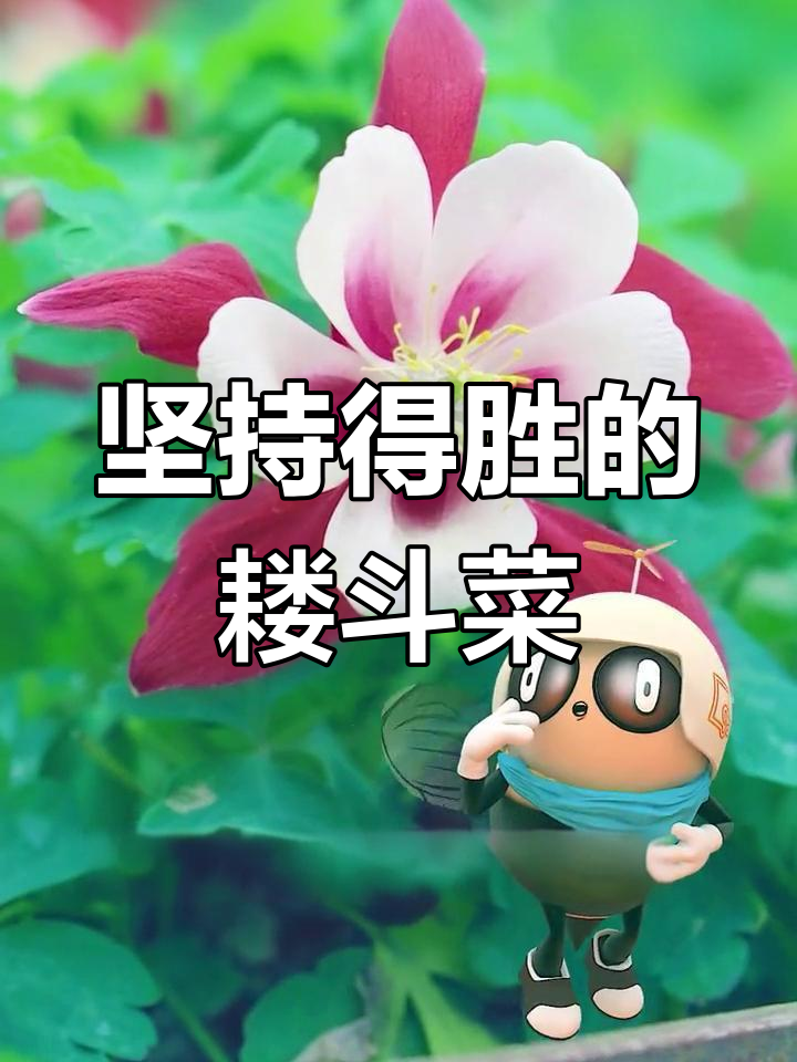楼斗菜:胜利之花的花语