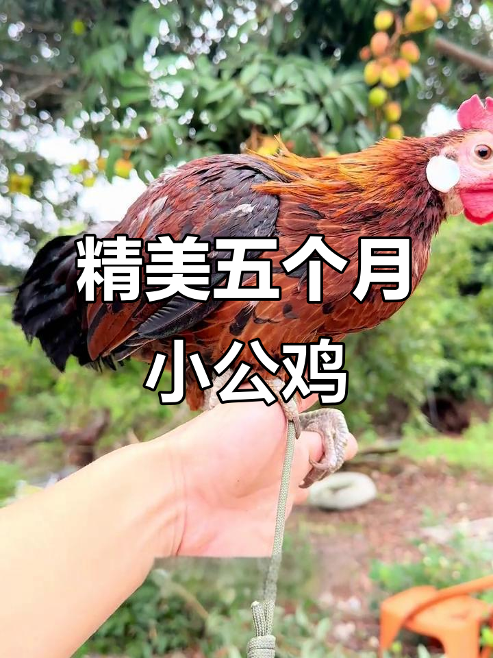 五个月小公鸡,乖巧可爱,颜色高级,身形完美
