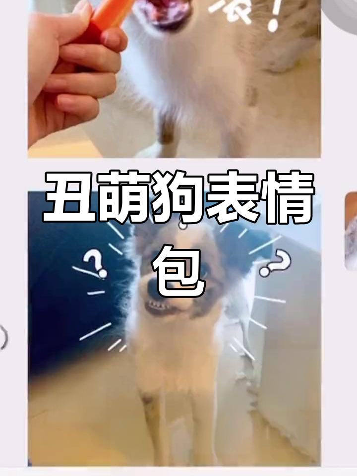 自制狗狗表情包,从可爱到搞笑