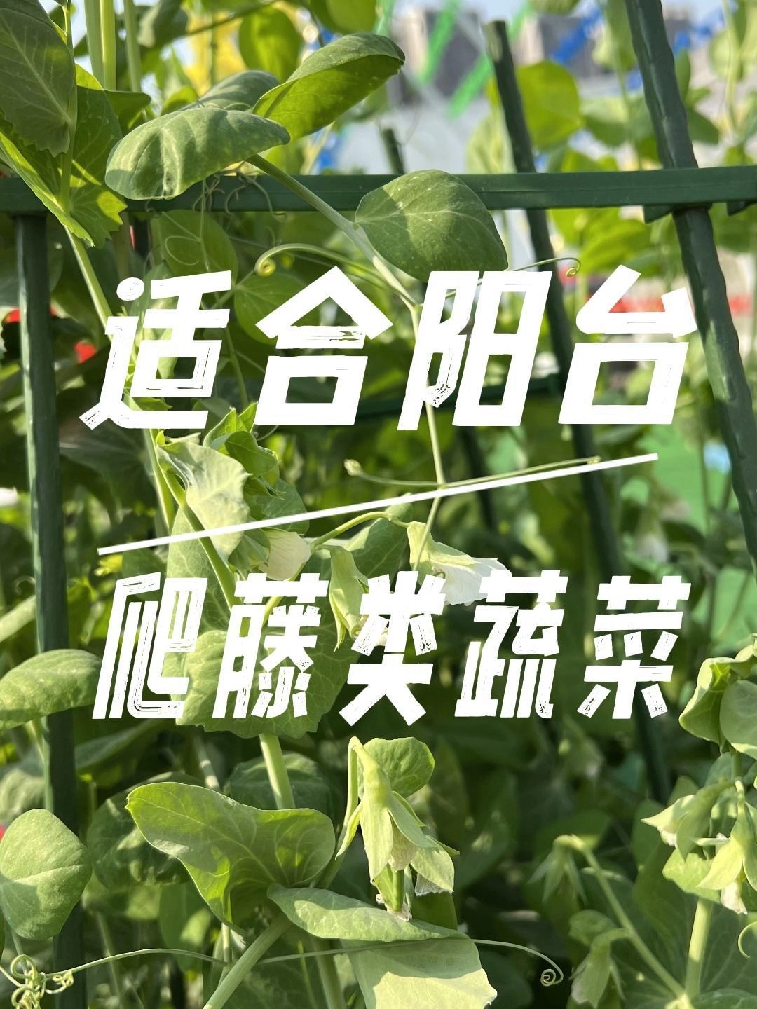 四种适合在阳台种植的爬藤类蔬菜