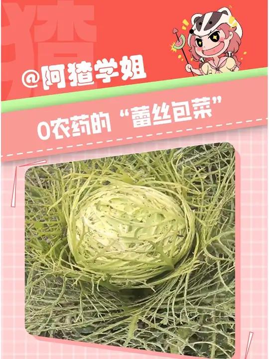 我嘞个纯天然新品种“蕾丝包菜”