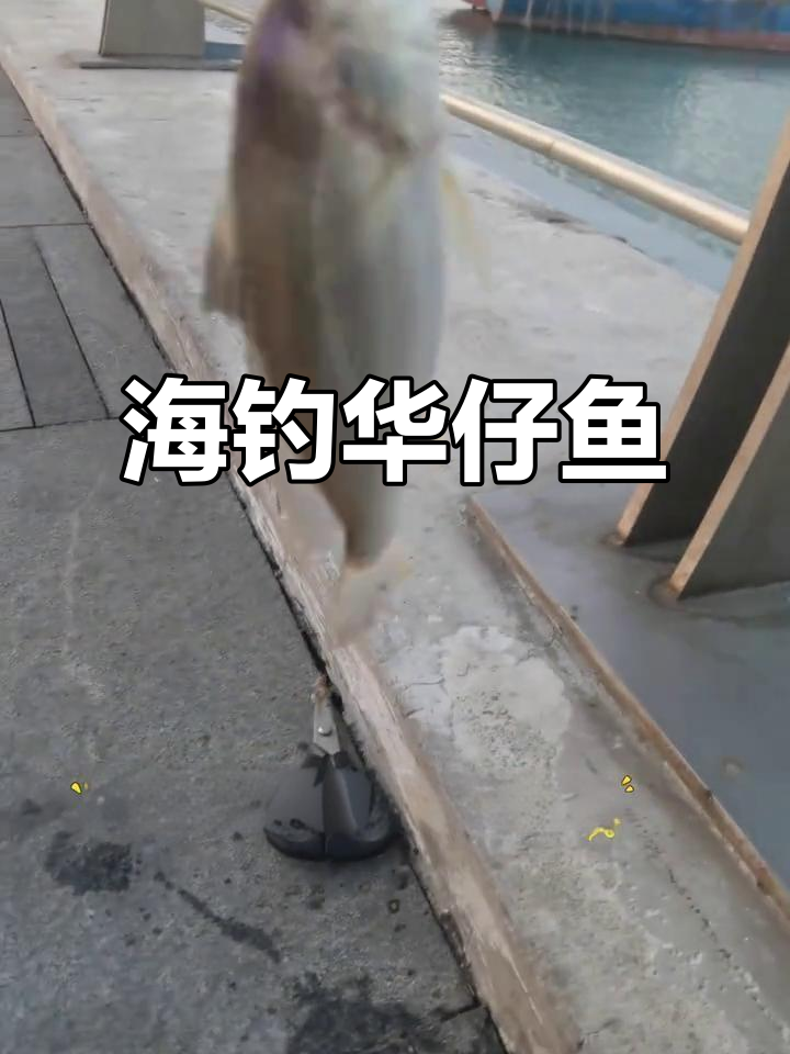 深圳湾海钓滑仔鱼,鲜甜细腻的黄花鱼亲戚
