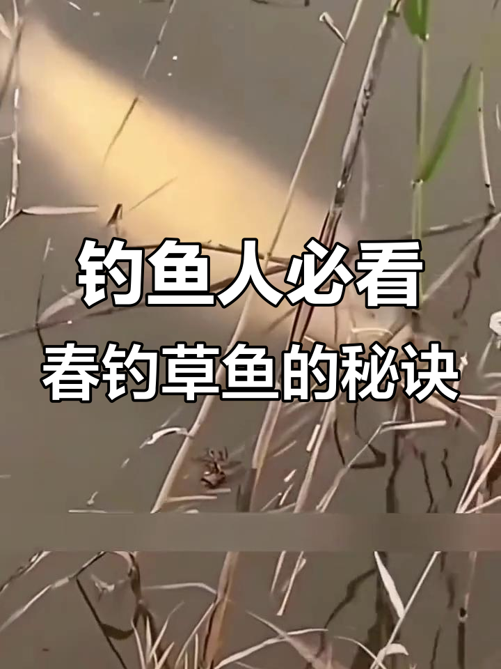 春季钓草鱼必备技巧,香菜、玉米面让你轻松上手