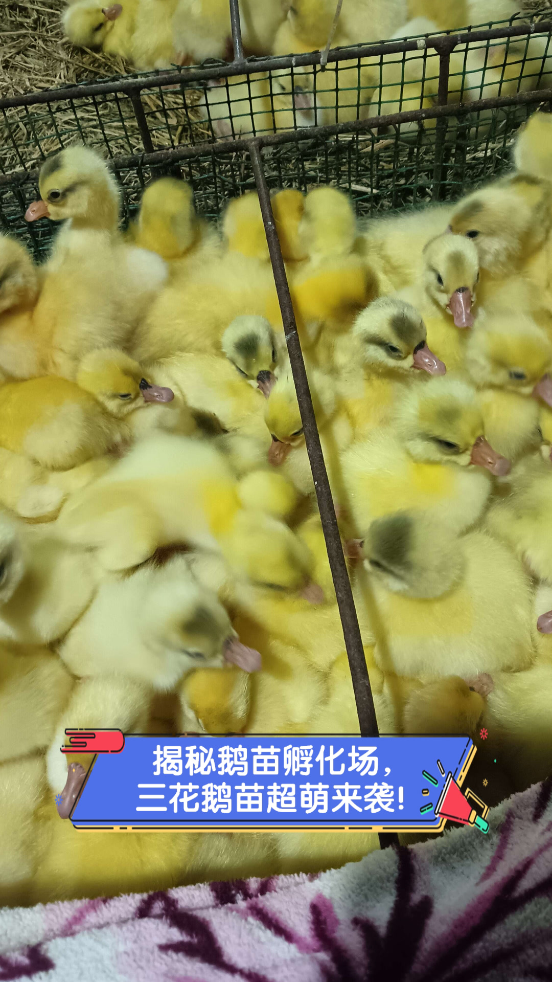 揭秘鹅苗孵化场,三花鹅苗超萌来袭!