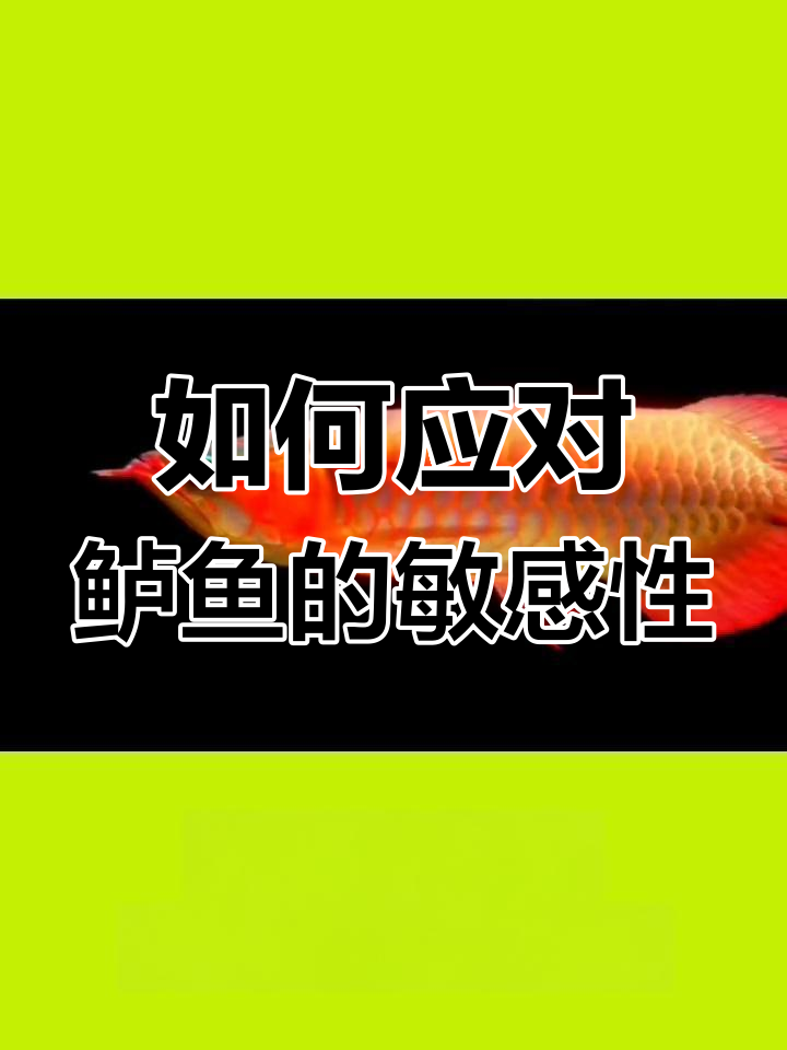 鲈鱼敏感怎么办?如何稳定水质和避免惊吓