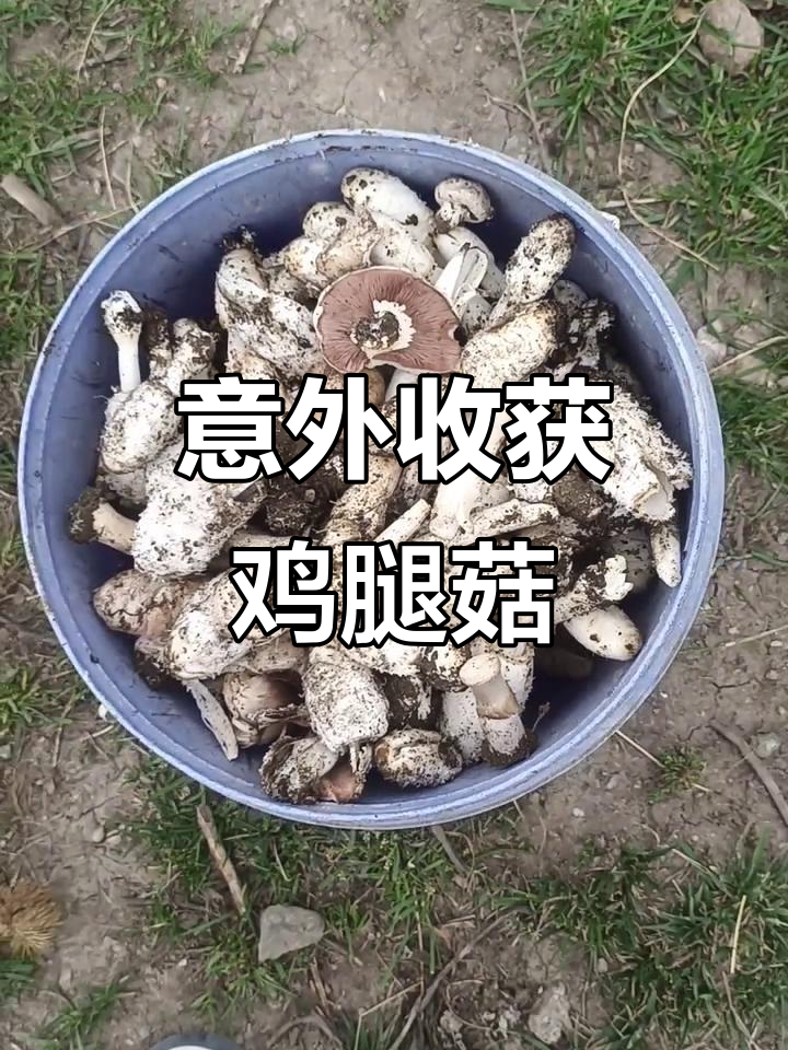 别人度假,我们捡到鸡腿菇,野生价值惊人!