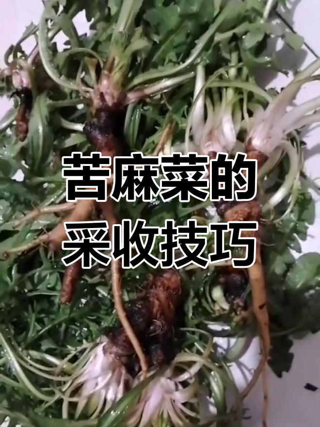 苦麻菜春季嫩叶蘸酱,秋季根泡水喝更佳