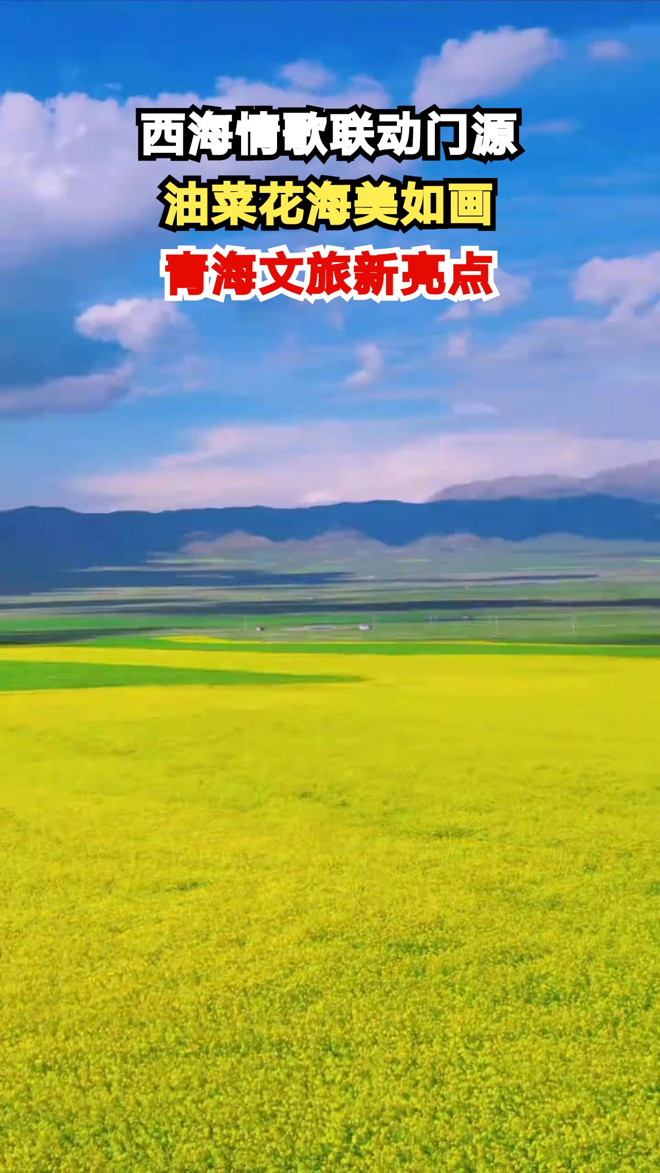当《西海情歌》遇上门源油菜花,这片金色海洋有多震撼?