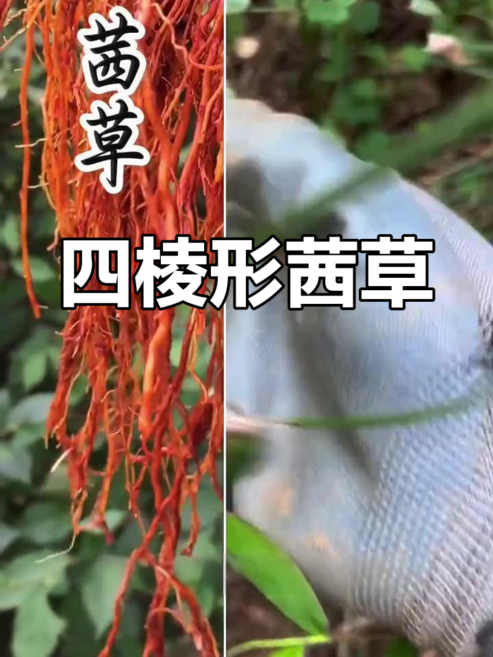 古老染发草:四棱形柳叶茜草