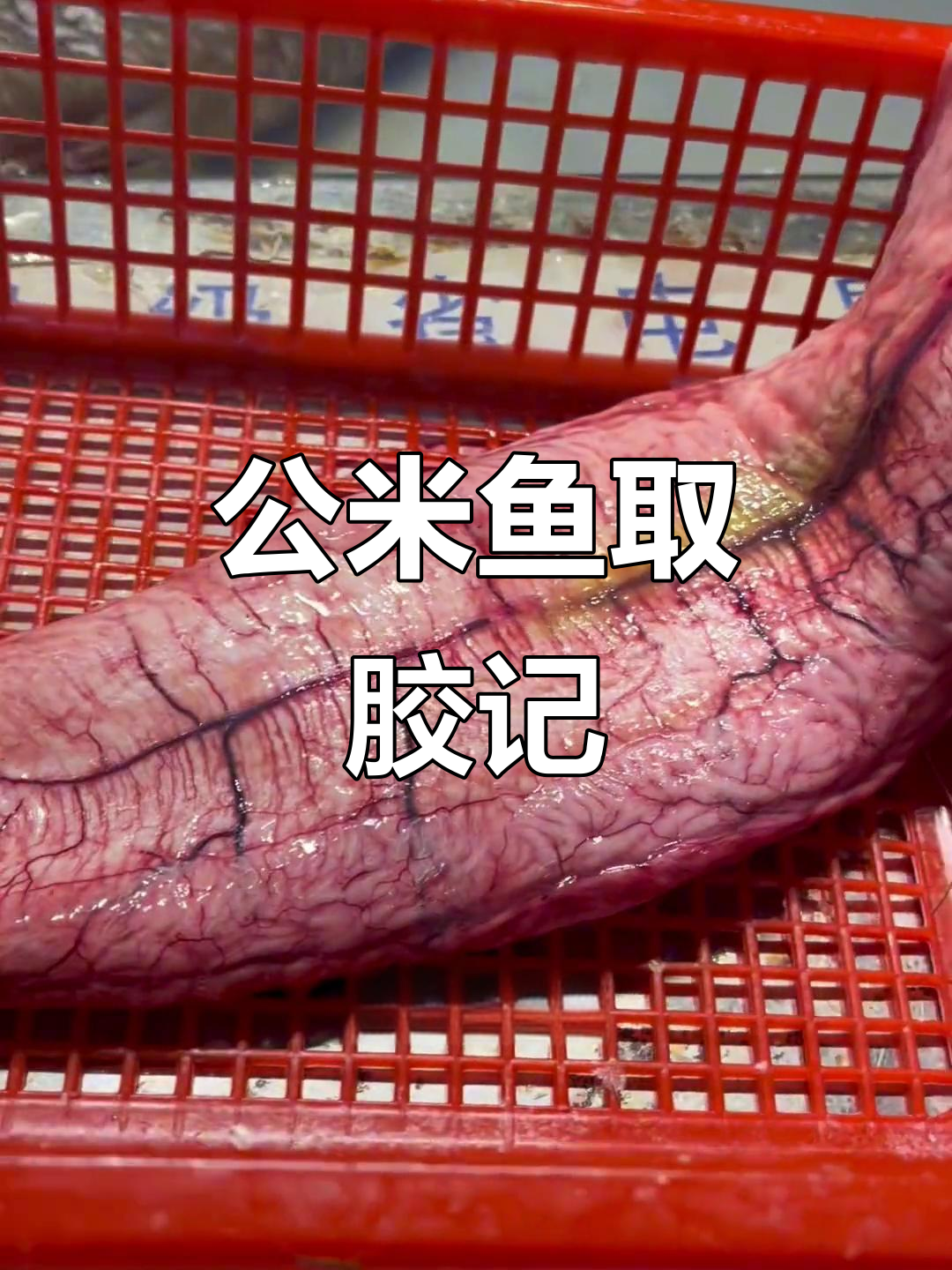 野生米鱼取胶,28斤公米鱼的惊人鱼胶重量
