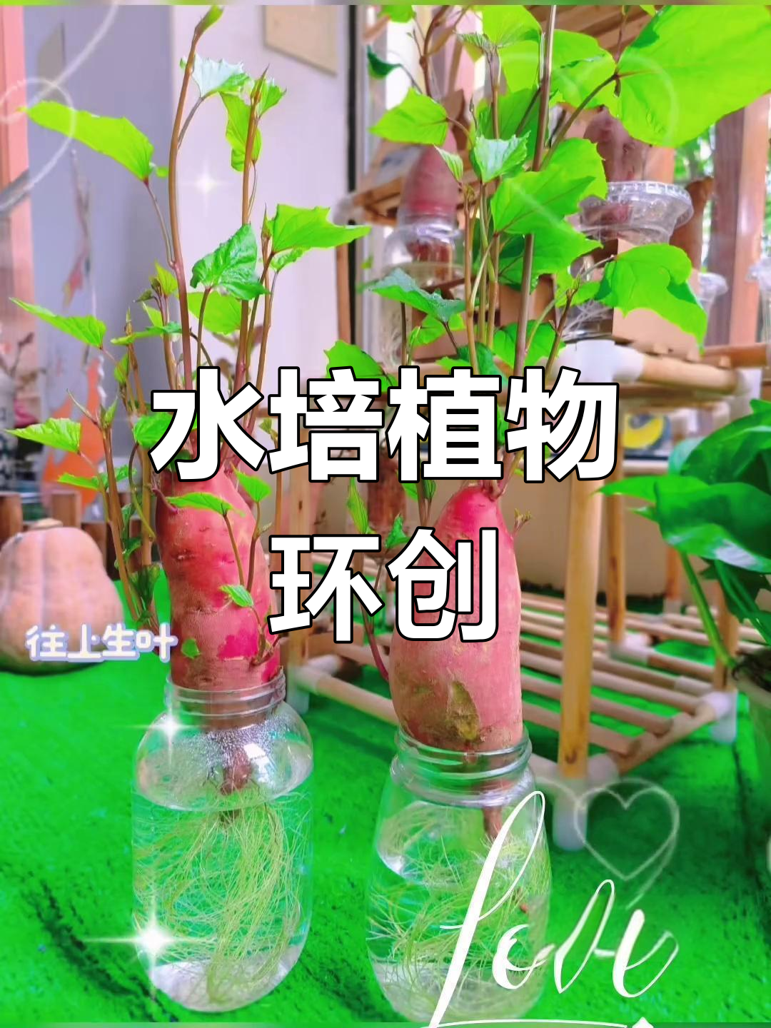 打造水培植物环创,幼儿园手工创意种子盆栽