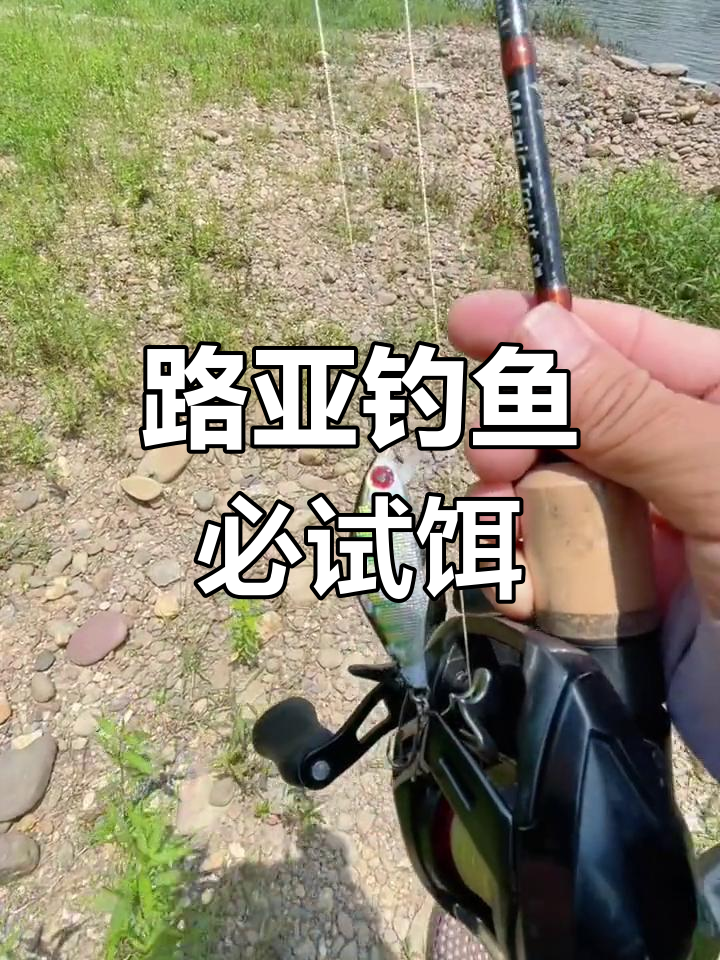 钓军鱼必备饵料,亮片、沉水小米诺效果显著