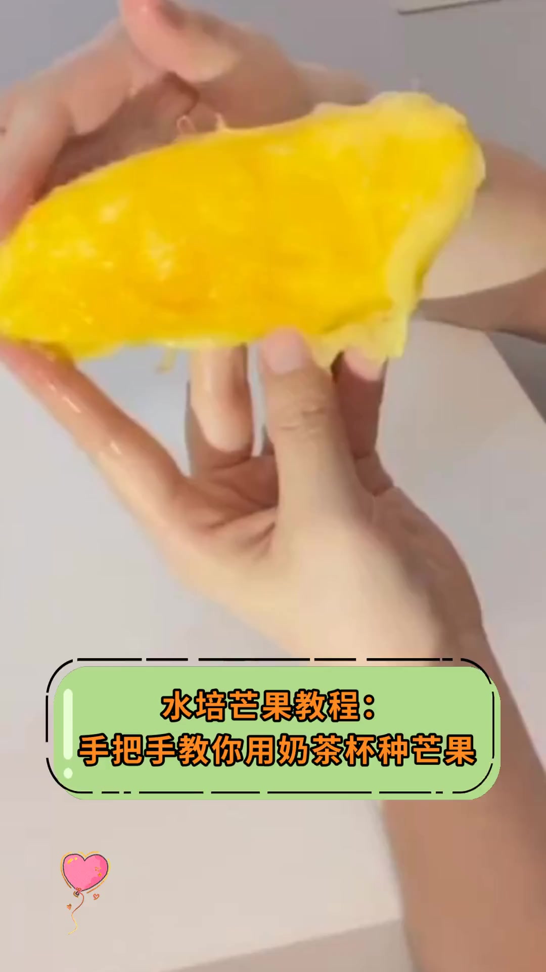 水培芒果教程:手把手教你用奶茶杯种芒果