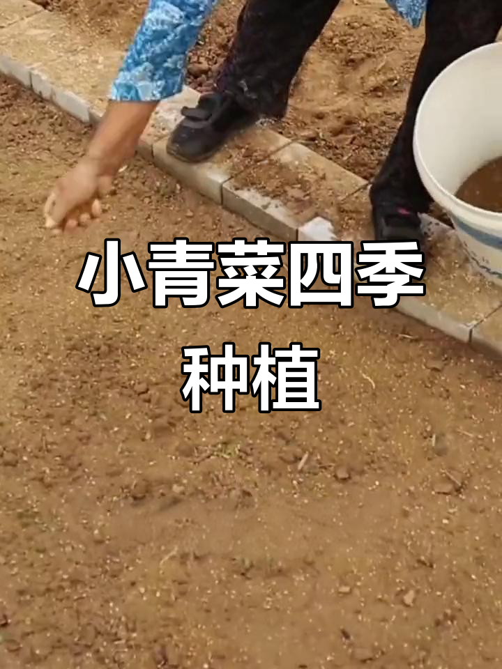 家里有空地,四季都能种小青菜,耐寒又耐热
