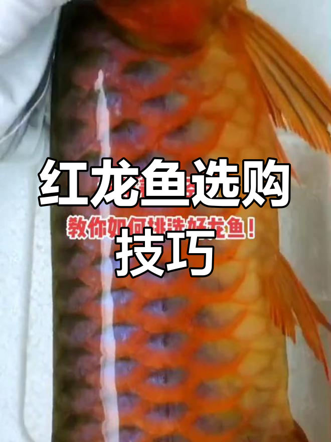 如何挑选优质红龙鱼?