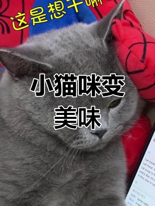 爱咬人的小猫咪,最后都成了“猫肉汤”的原料
