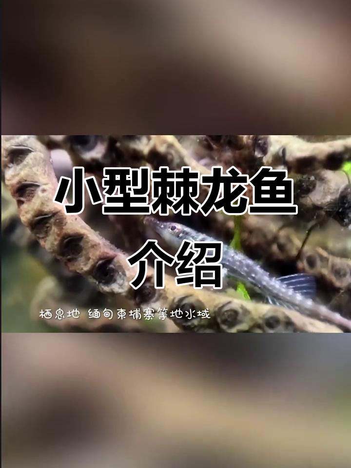 迷你棘龙鱼:小巧可爱的甲刺观赏鱼,适合小鱼缸饲养