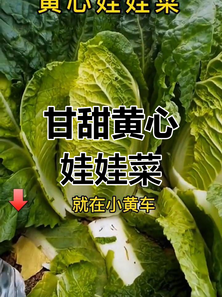 黄心娃娃菜,易种好管理,口感清甜