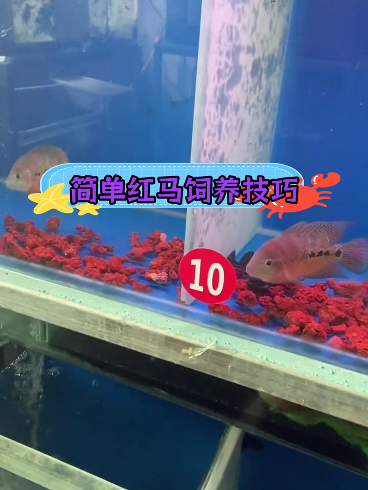 红马罗汉鱼过滤系统揭秘